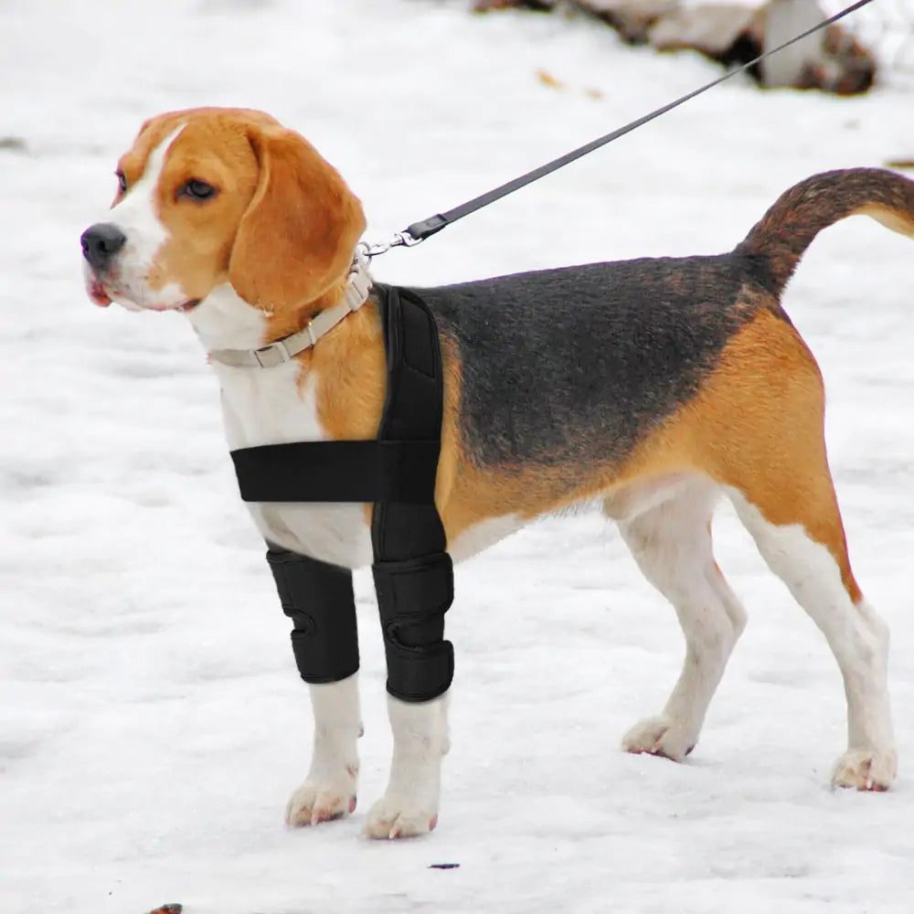 dog braces for back legs,
braces for dogs back legs,
dog braces for back legs,
dog leg braces,
dog braces for legs,
under desk foot rest,
elastic stockings medical,
eg compression sleeve,
leg braces,
leg sleeve compression,
compression sleeve leg,
leg support,
brace for dogs