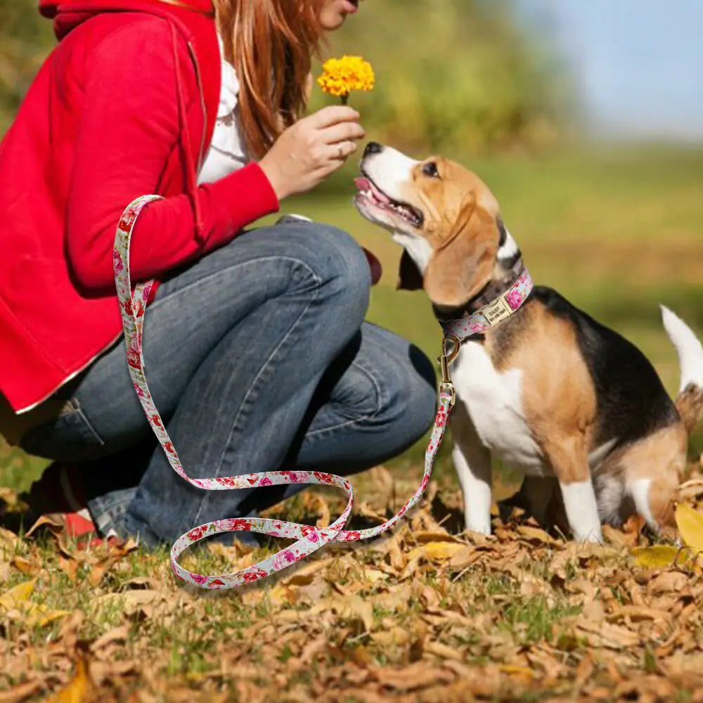 Hund halsband set