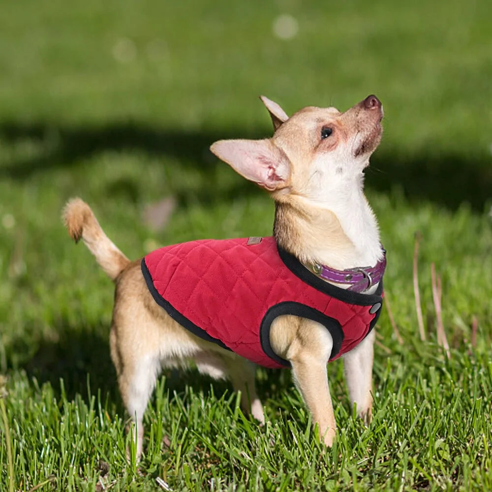 Hundväst - Petbaby - Pet Modesti